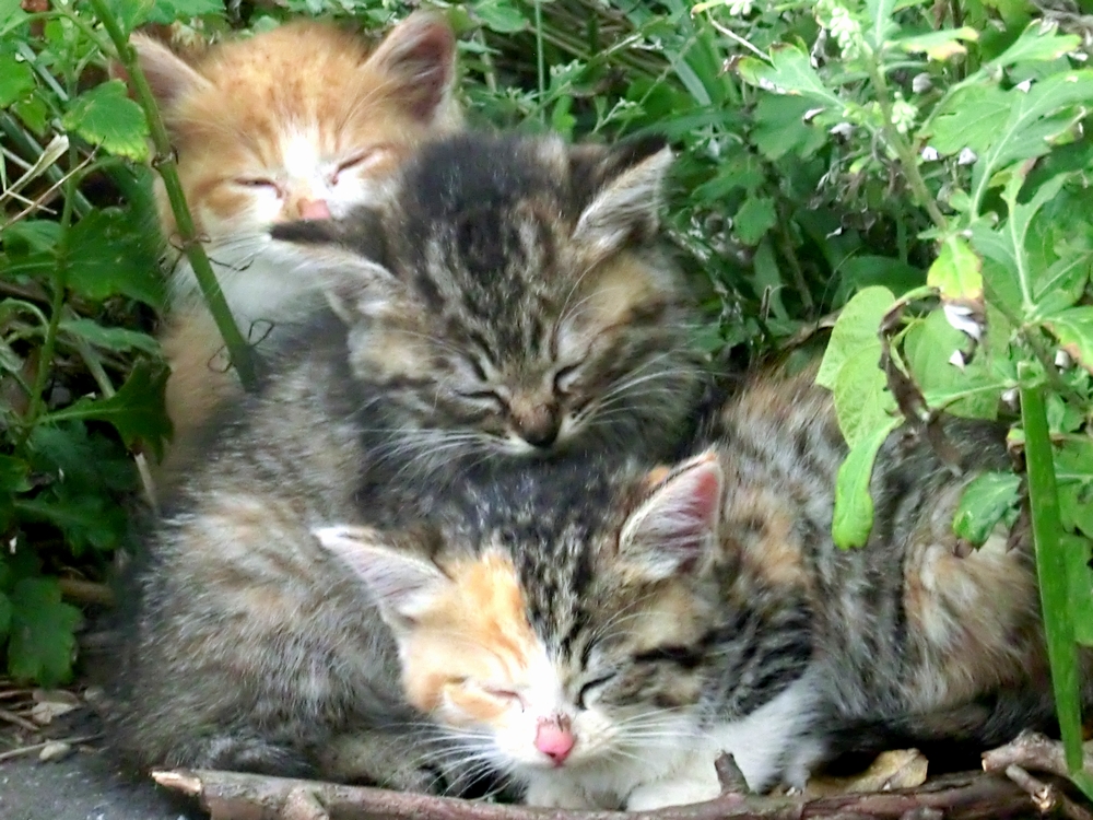 ファイル 50-1.jpg