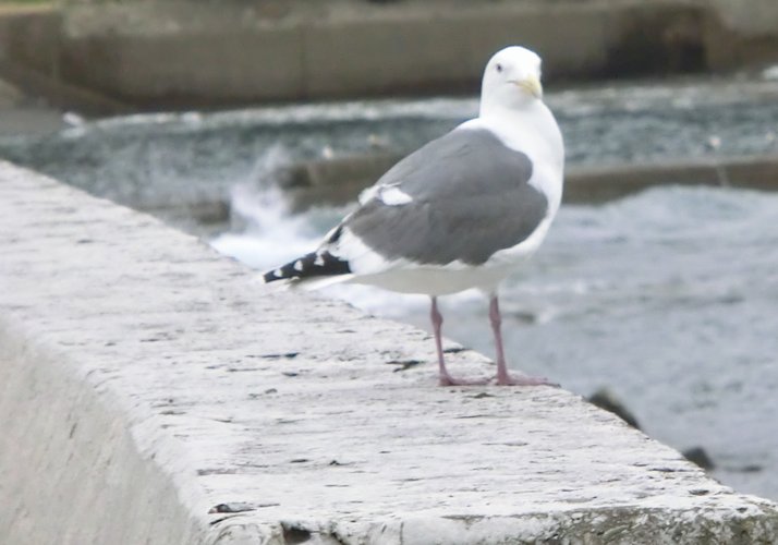 ファイル 62-1.jpg